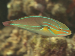 Stetojulis Albovitata